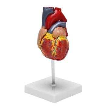 Модель человеческого сердца 1: 1, анатомически точная модель сердца, анатомия человеческого скелета в натуральную величину Для показа в классе естествознания