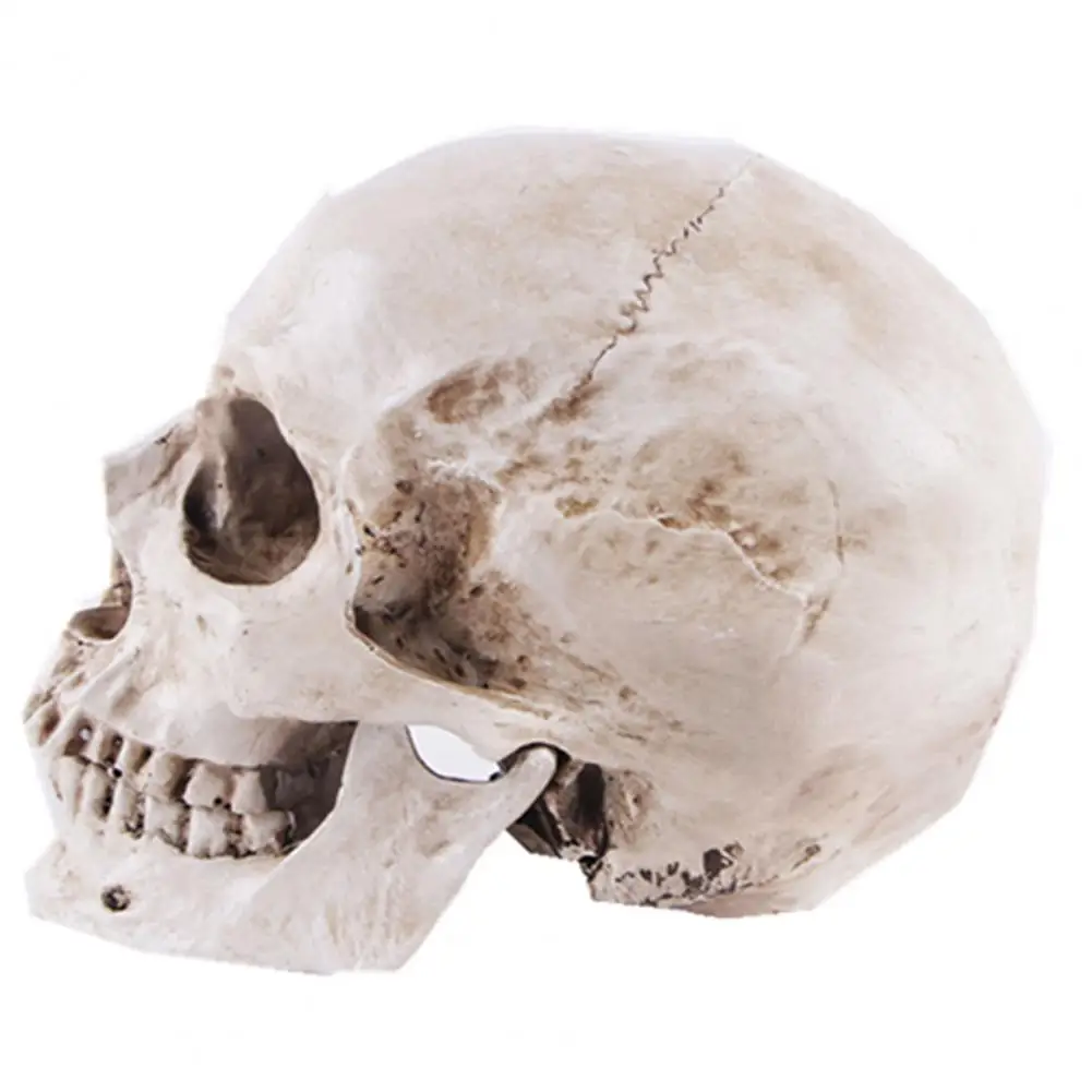 Модель черепа в натуральную величину, премиальная модель черепа с реалистичными текстурами, обучающие модели черепов для Хэллоуина, реквизит для маскарада - 2