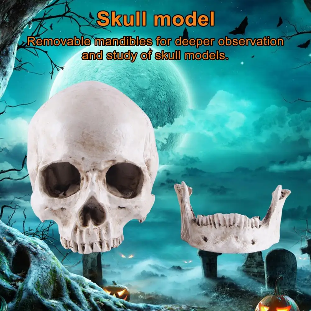 Модель черепа в натуральную величину, премиальная модель черепа с реалистичными текстурами, обучающие модели черепов для Хэллоуина, реквизит для маскарада - 5